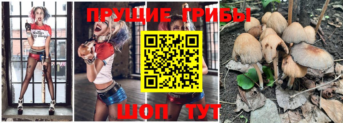 Галлюциногенные грибы Psilocybine cubensis  купить   Заречный  Галлюциногенные грибы мицелий  Вход с VPN 